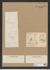 Asterolampra marginata (Brig.) Grev. (de-Toni-Nr.: Genus 235, Species 5645) Zeichnungen Sammlung Grunow Nr. 9630 (NHMW-BOT-W0379560)